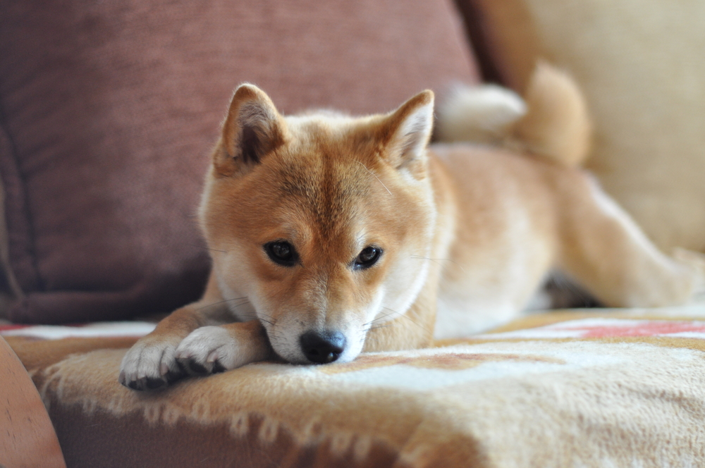 Shiba inu best sale corgi mix